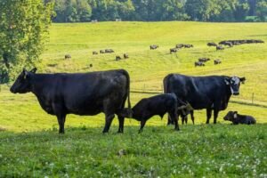 Black Angus graze, livestock